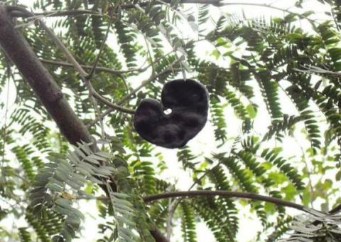 Conheça planta que não deve ser usada para tratamento de doenças