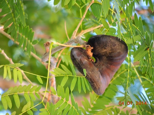 Conheça planta que não deve ser usada para tratamento de doenças