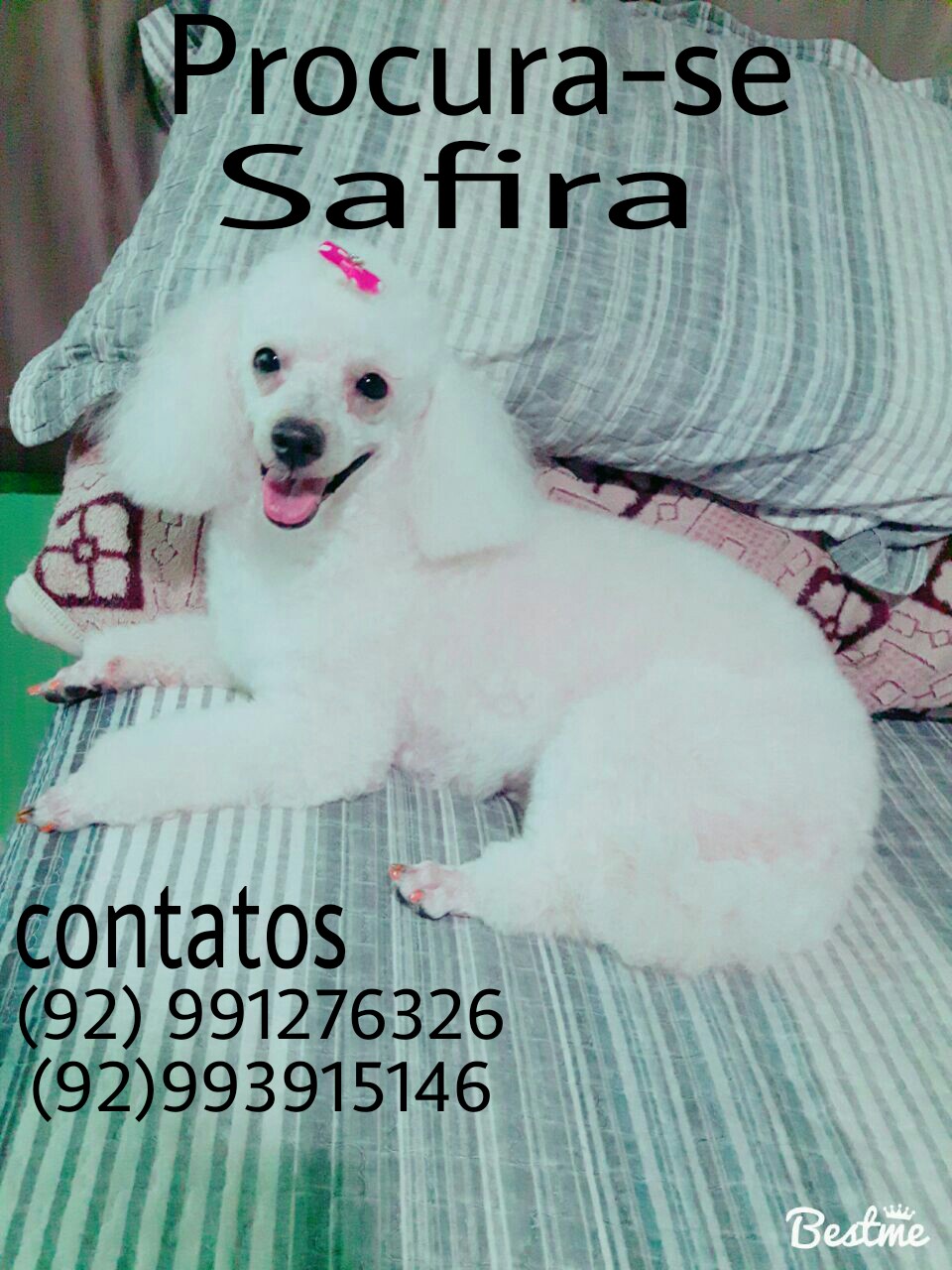 Cadelinha foge de casa e acaba sendo levada por mulher misteriosa em Manaus 