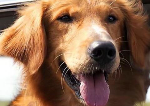 Vídeo dos bastidores de Quatro Vidas de Um Cachorro mostra animal sendo maltratado