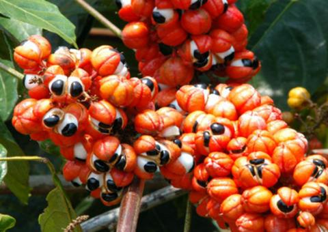  Amazonastur inicia planejamento turístico da "Terra do Guaraná" 