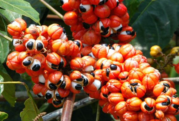  Amazonastur inicia planejamento turístico da "Terra do Guaraná" 