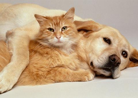 Saiba como agendar a castração gratuita do seu bichinho de estimação