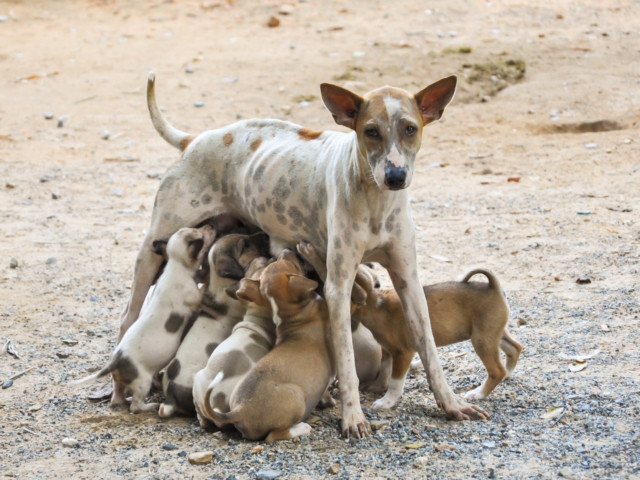 Saiba como agendar a castração gratuita do seu bichinho de estimação
