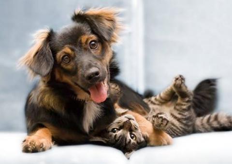 Anima Zoo comemora aniversário com bazar e feira de adoção