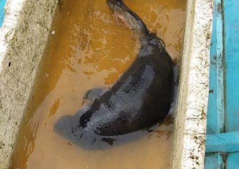 Filhote de peixe-boi é transportado de Coari para Manaus    