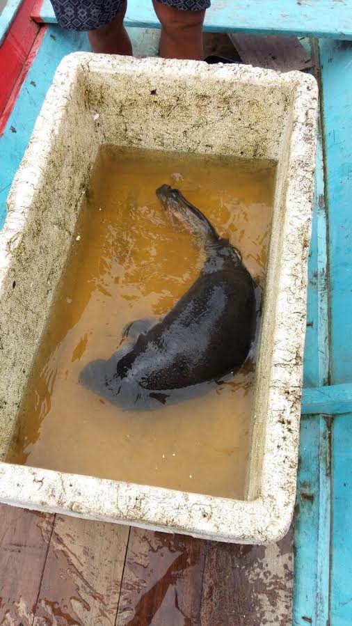 Filhote de peixe-boi é transportado de Coari para Manaus    