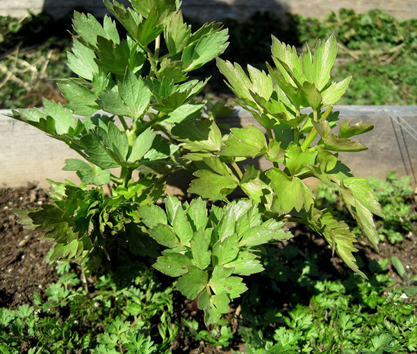 Com efeito cicatrizante, conheça planta que ajuda eliminar acnes 