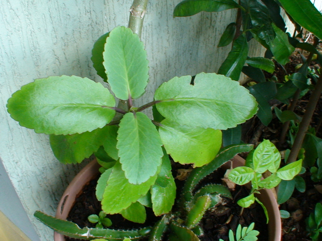 Conhecida como Folha da Fortuna, planta ajuda a combater frieiras