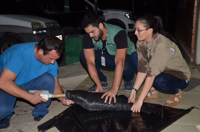 Filhote de peixe-boi fêmea é resgatado no Amazonas