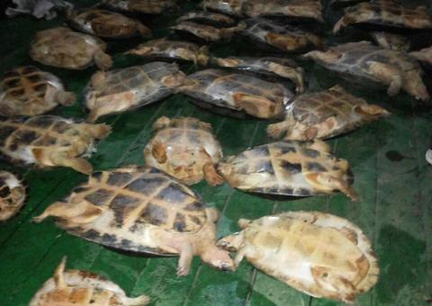 Mais de 1 tonelada de peixes e 37 tartarugas são apreendidas no AM