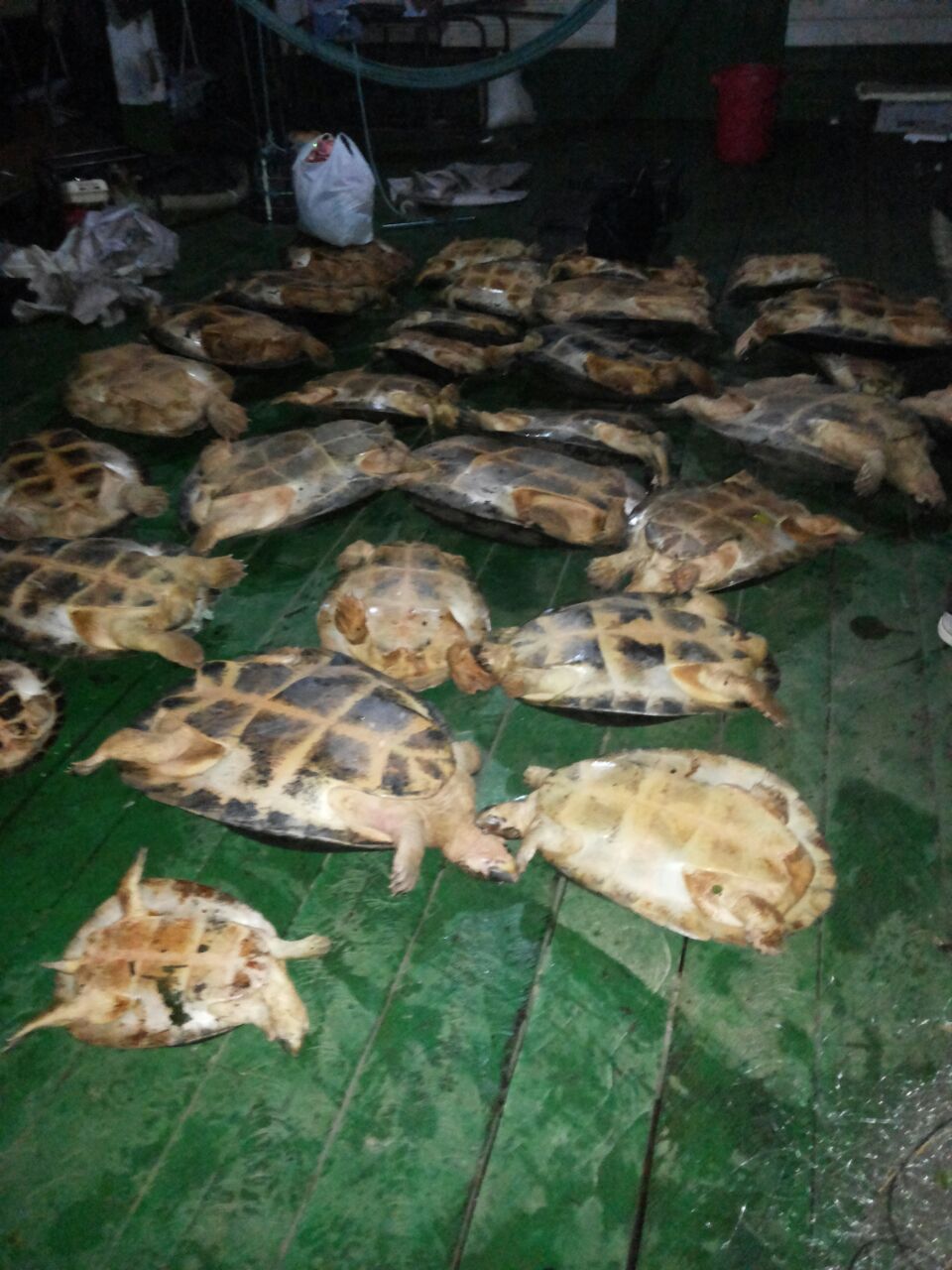 Mais de 1 tonelada de peixes e 37 tartarugas são apreendidas no AM