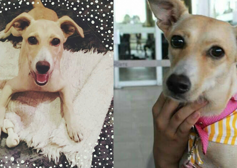 Família oferece recompensa para encontrar cadela perdida em Manaus