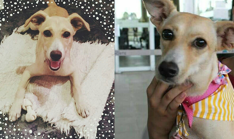 Família oferece recompensa para encontrar cadela perdida em Manaus