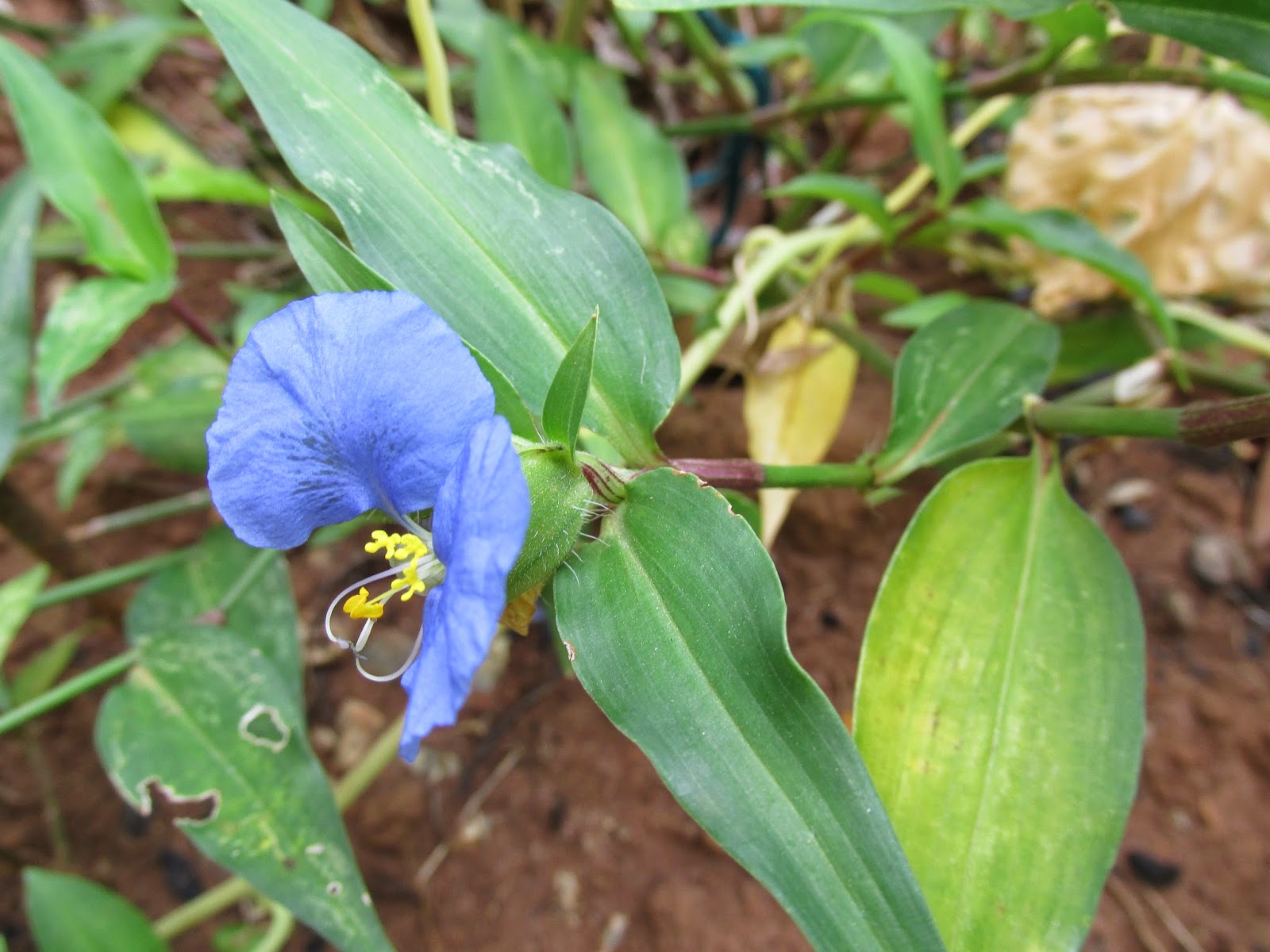 Planta auxilia no tratamento de infecções no sistema urinário