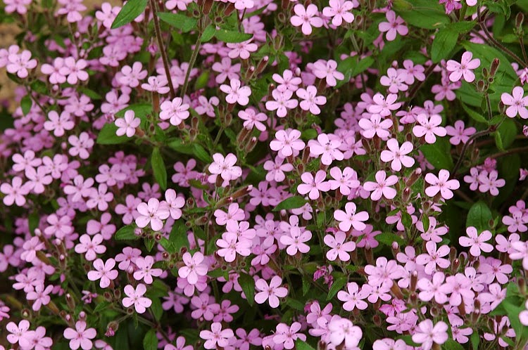 Erva usada para fazer cosméticos pode ser uma forte aliada contra o reumatismo