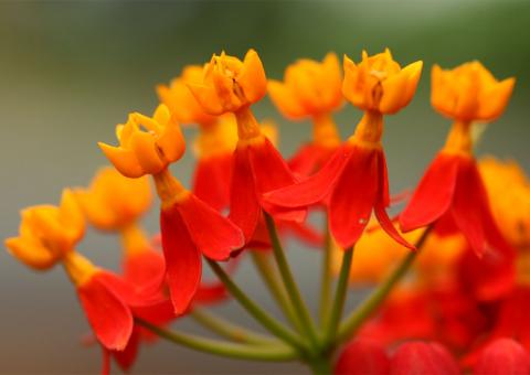 Chá de Cipó Prata ajuda a reduzir ácido úrico no organismo