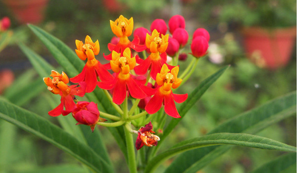 Chá de Cipó Prata ajuda a reduzir ácido úrico no organismo