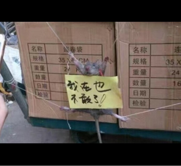 Rato é amarrado e recebe plaquinha da vergonha após  roubar arroz 