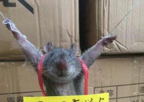 Rato é amarrado e recebe plaquinha da vergonha após  roubar arroz 