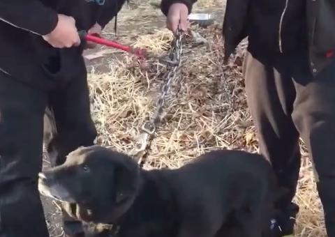 Cão é libertado após passar 15 anos acorrentando 