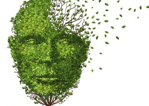 Planta é rica em vitaminas que podem prevenir a demência 