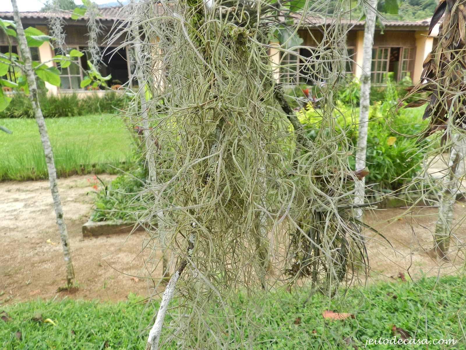 Conheça planta indicada para tratar dores e inflamações no reto