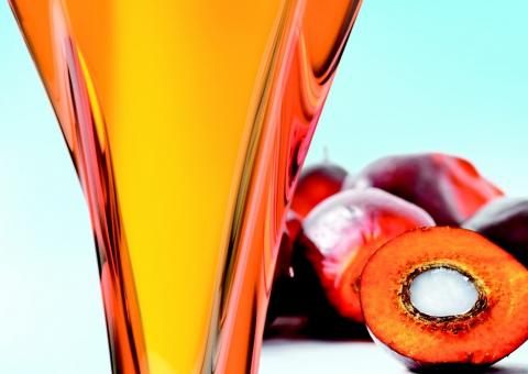 Descubra a verdade sobre o polêmico óleo de palma 