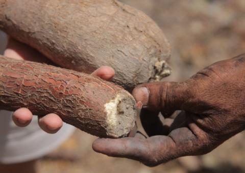 Mandioca Brava: remédio ou veneno 
