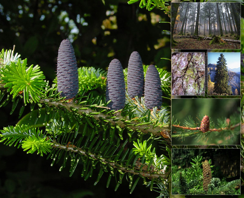Conhecido como 'rei da floresta', planta pode ser usada para combater asma