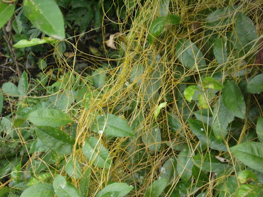 Com efeito diurético, chá de planta é indicado para eliminar pedras na vesícula 