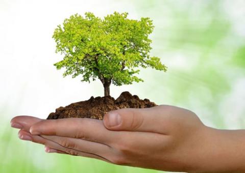 Em Manaus,  ação orienta população a proteger arborização da cidade 