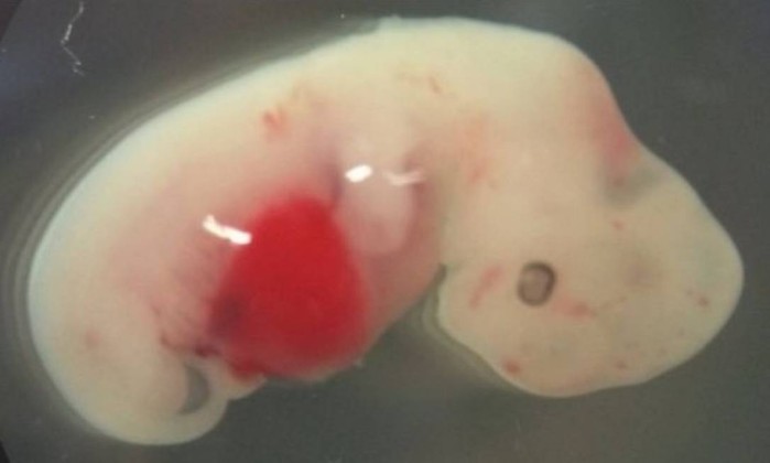  Pesquisa busca criação de híbrido entre homem e porco