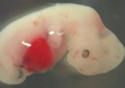  Pesquisa busca criação de híbrido entre homem e porco