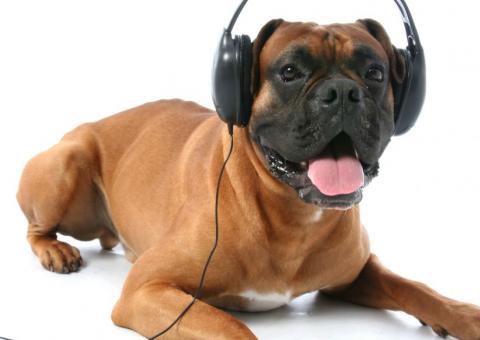 Cães preferem ouvir reggae ou rock leve aponta estudo