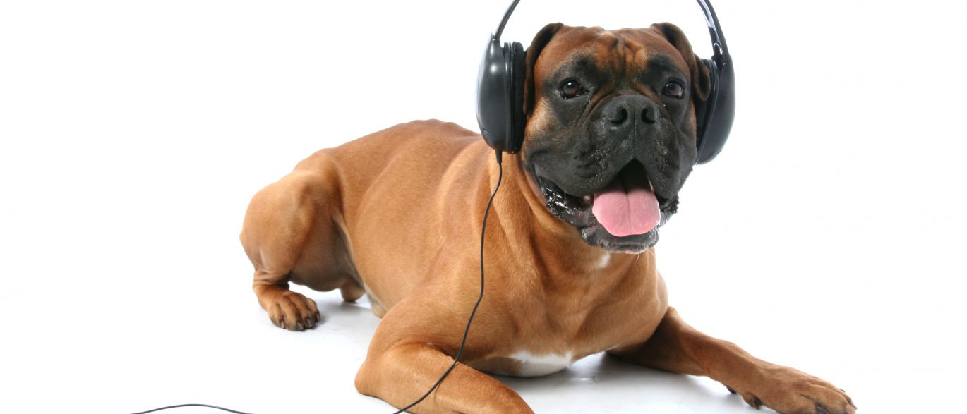 Cães preferem ouvir reggae ou rock leve aponta estudo