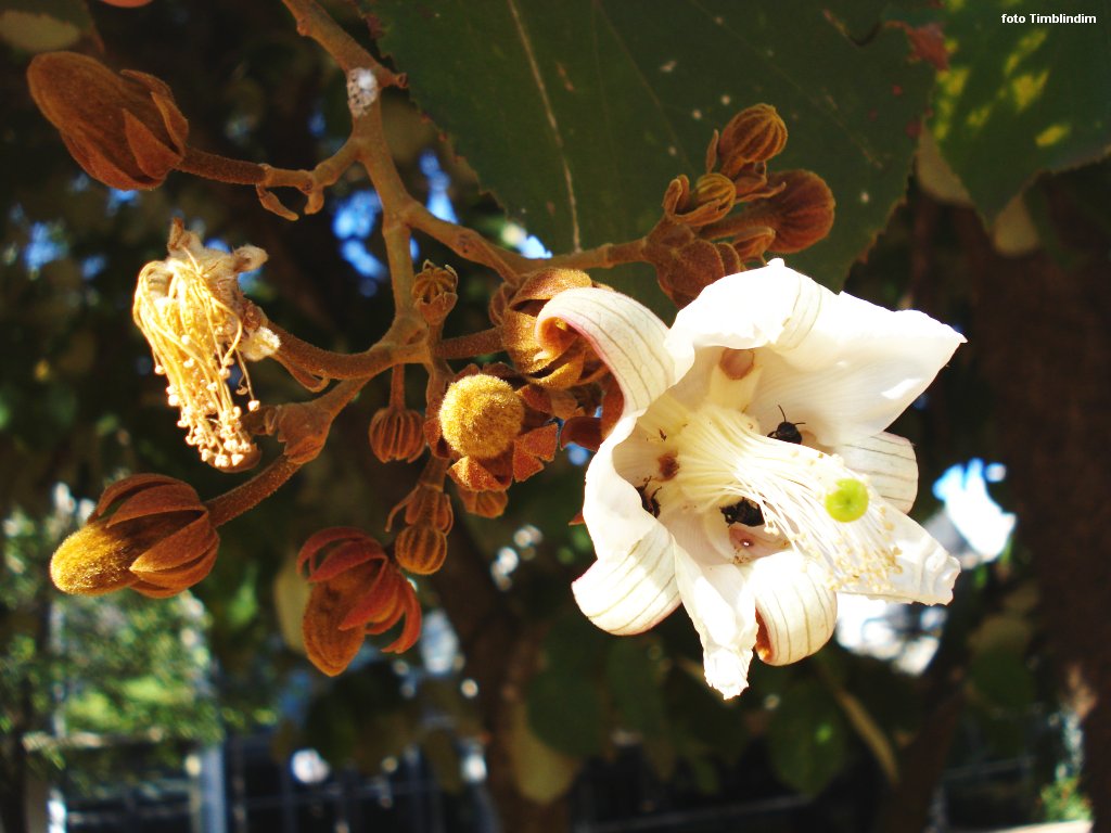 Casca de planta pode substituir remédios