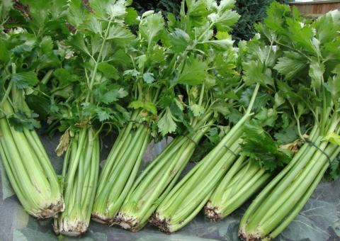 Com propriedades anti-inflamatórias, 'Aipo' pode prevenir toxinas nos rins