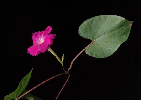 Consumido até duas vezes ao dia, chá de Jalapa pode auxiliar na perda de peso