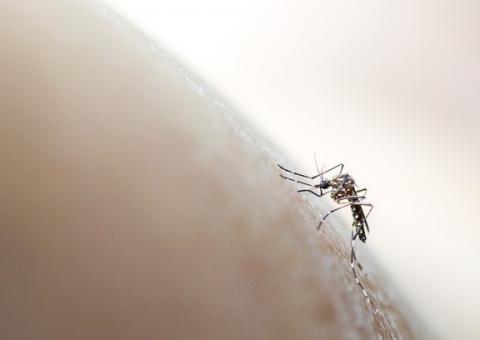 Número de casos confirmados de febre amarela sobe para 101