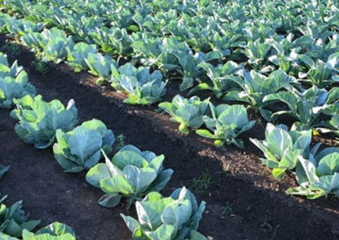 Além de fortalecer o sistema imunológico, conheça outros benefícios do Couve-flor