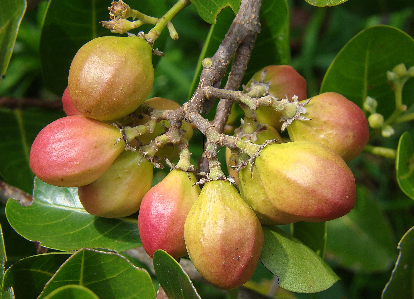 Planta é estudada pelos efeitos contra câncer 