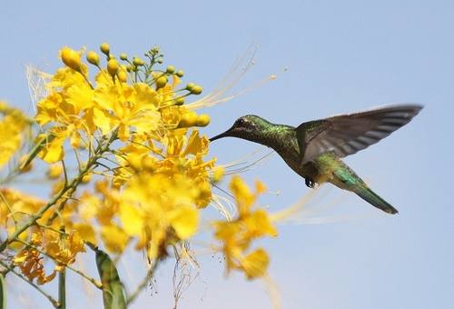 Barba-de-barata é tóxica, mas tem ação medicinal