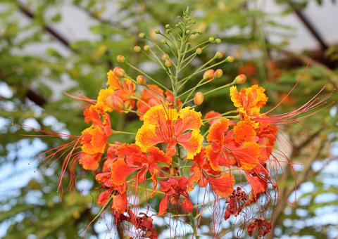 Barba-de-barata é tóxica, mas tem ação medicinal