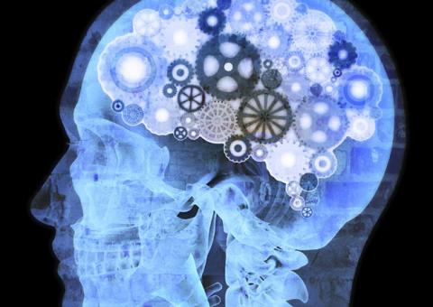 Erva medicinal pode auxiliar no funcionamento do cérebro