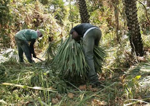  Brasil tem mais de 450 inquéritos sobre trabalho escravo sem solução