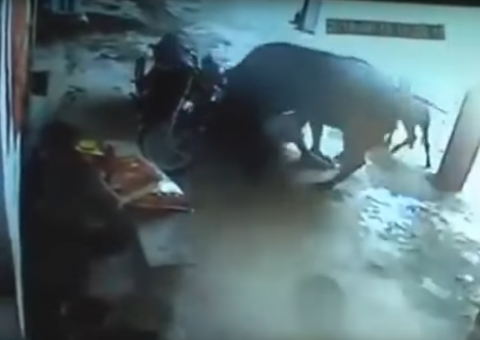 Vídeo mostra vaca salvando dono de ser assassinado