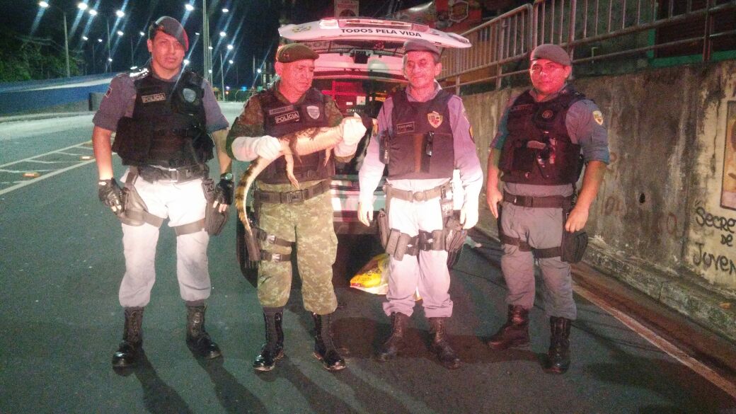  Jacaré é capturado 'passeando' em área residencial de Manaus 