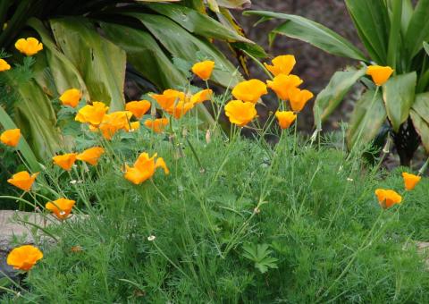 Flor pode combater insônia e dores