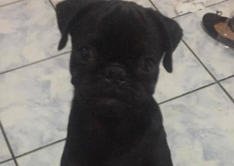 Cãozinho 'Thor' é furtado em frente a própria residência na zona Centro-Sul de Manaus